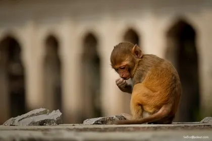 Bundi