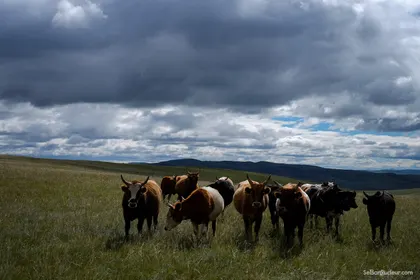 Kharkorin J150 Mongolie