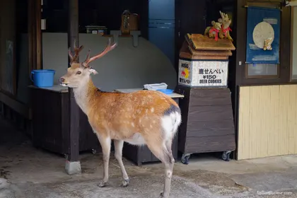 Les daims de Nara