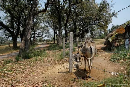 Khajuraho