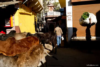 Pushkar