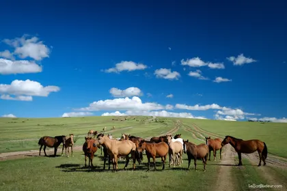 Kharkorin J150 Mongolie