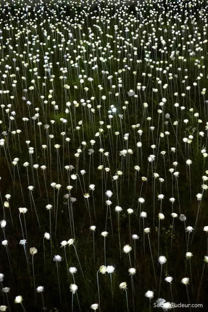 Roses lumineuses