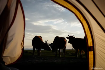 Kharkorin J150 Mongolie