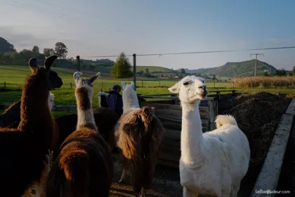 Soteska (juste avant Ljublajana)