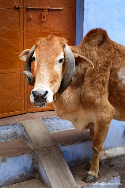 Bundi