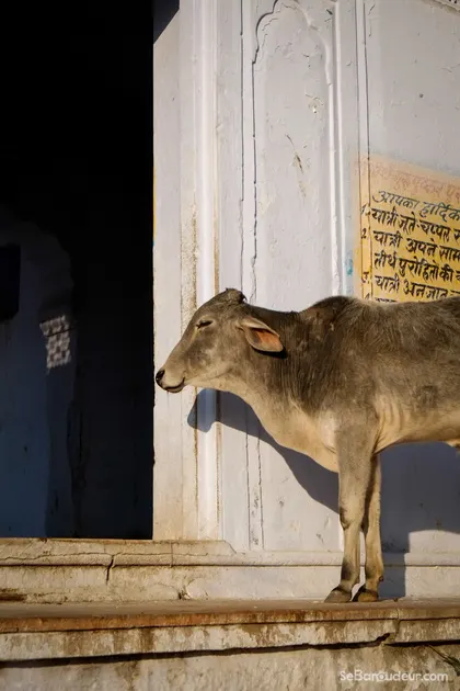 Pushkar
