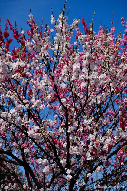 Kyoto J54 Japon