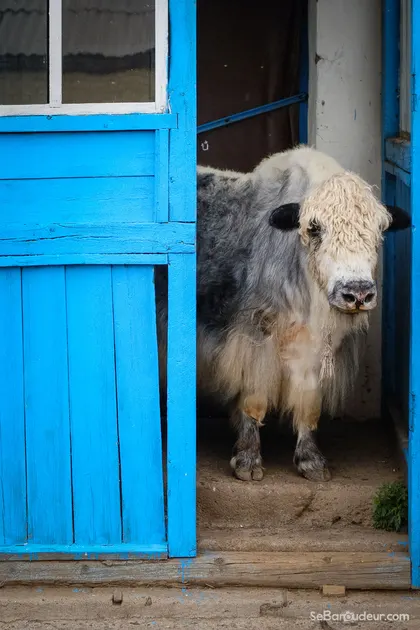 Kharkorin J150 Mongolie